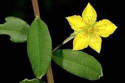 Image result for Talinum portulacifolium