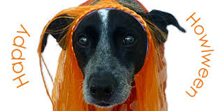 Find everything about recipe for diabetic dog food and start saving now. Homemade Diabetic Dog Food Recipe Ruby Stewbie