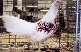 Yokohama Chicken Rare Chicken Breeds Chicken Breeds Breeds