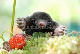 Moles are lonely, solitary animals that spend their whole lives in burrows and tunnels, except during the mating season or when the mother moles take care of their. Lizenzfreies Bild 2068511 Maulwurf Talpa Europaea Cute Animals Animals Mole