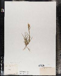 Image result for Ctenium concinnum