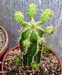 Image result for Euphorbia espinosa