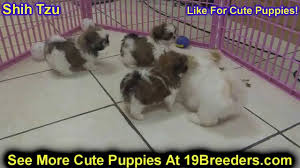 If you don't know us already, we are the james family in central alabama. Shih Tzu Puppies Dogs For Sale In Albuquerque New Mexico Nm 19breeders Rio Rancho Youtube