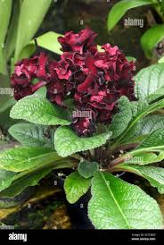 Image result for Streptocarpus glandulosissimus