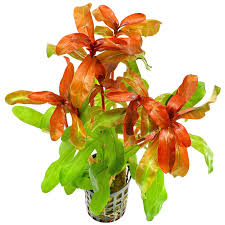 Image result for Nesaea crassicaulis