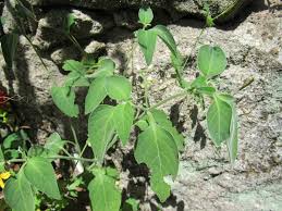 Image result for Solanum sp. A