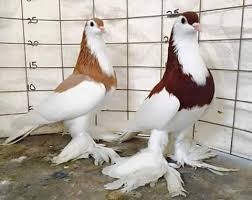 Australian Saddleback Tumbler Pigeon Origin Breed Information And Appearance Pigeon Health Care In Bangladesh Kus Egzotik Bahcecilik
