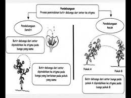 Proses ini juga dapat memungkinkan percambahan benih yang lebih seragam, bahkan percambahan. Proses Pendebungaan Dan Percambahan Biji Benih Youtube