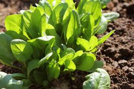 Refrigerate seeds 1 week before sowing to help germination. How To Plant Grow And Harvest Spinach