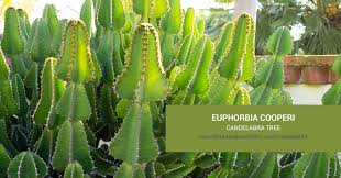 Image result for Euphorbia