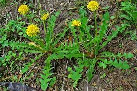 Dandelions also happen to be both delicious and. Can Rabbits Eat Dandelions Greens Pet Care Advisors
