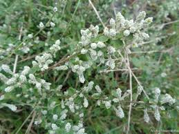Image result for Aerva javanica