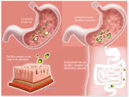 Xls Medical Fat Binder Reviews Side Effects Litramine Latest Diet Pill News And Reviews