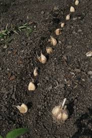 Knoblauch Pflanzen Und Ernten Anleitung Knoblauch Pflanzen Gemuse Pflanzen Pflanzen