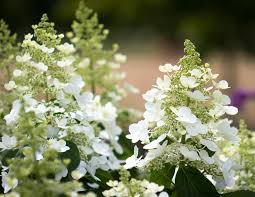 Image result for Tephrosia paniculata