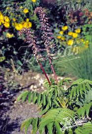 Image result for Melianthus major