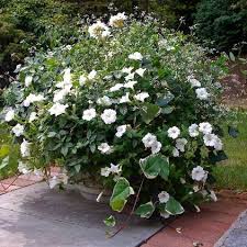 11 Perfect Plants For A Moonlit Garden In Pots Traditional Landscape By Sweet Dirt Designs Perfect Plants Plants Moon Garden