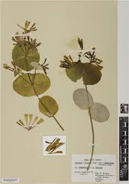 Image result for Swertia brownii