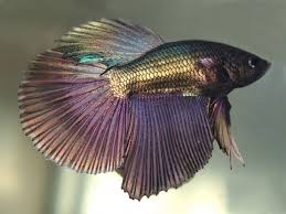 Halfmoon Copper Betta Male Place Your Order At Https Www Aquafood Co Uk Product Halfmoon Copper Betta Male Price Starts From 28 0 In 2020 Betta Betta Fish Fish Pet