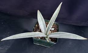 Image result for Sansevieria metallica