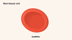 Image result for Red Blood Cell