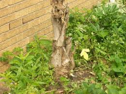 Check spelling or type a new query. How To Get Rid Of Weed Trees In Your Lawn And Garden Dengarden