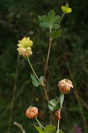 Image result for Trifolium campestre