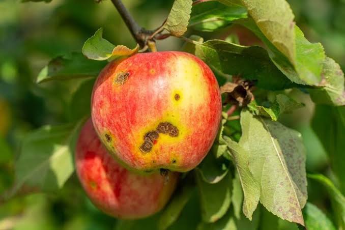 Stimulating the tree's defences against black spot | Apple and Pear Australia Limited (APAL)