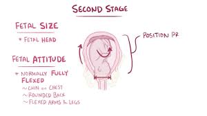 Management Of Normal Labor Gynecology And Obstetrics Msd