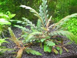 Image result for Hygrophila didynama