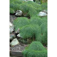Plant Casuarina 140mm Cousin It I N 3861620 Bunnings Warehouse Ground Cover Plants Australian Native Garden Australian Garden