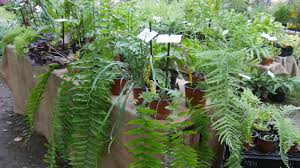 We did not find results for: Jardin Comment Prendre Soin Des Fougeres D Interieur