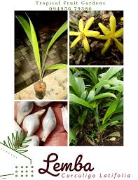 Image result for Curculigo latifolia