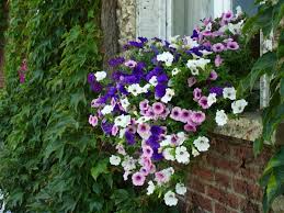 Choisissez parmi une large sélection de paniers de fleurs et de jardinières conçus par des professionnels, durables et à un prix raisonnable. Choisir Une Plante Pour Jardiniere Quelques Idees Et Astuces Archzine Fr