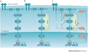 Image result for MEK Inhibitor
