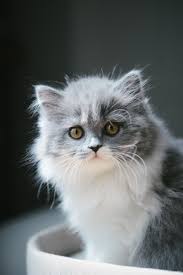 pin on cat chat kitten