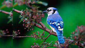Latest Desktop Wallpapers Hd Free Download 1920 1080 Wallpapers Hd For Desktop Free Download 28 Wallpa Beautiful Bird Wallpaper Pet Birds Most Beautiful Birds