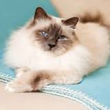 Birman (Sacred Cat of Burma) Cat Breed Information ...