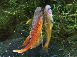 These fish are very hardy provided you provide good filtration (they thrive in planted tanks) and don't let the water get to hot (less than 84 f). Pseudomugil Luminatus