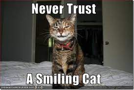 Muwhaha Funny Cat Captions Cat Quotes Funny Funny Animal Pictures