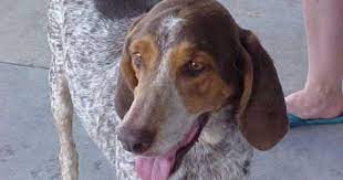 Adopt Copper On Petfinder Bluetick Coonhound Coonhound Humane Society