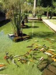 Anda bisa menjaga kesehatan tubuh dengan cara berolahraga secara rutin, salah satu olahraga yang menjadi favorit bagi kebanyakan orang adalah berenang karena jenis olahraga. Lingkar Warna 17 Desain Inspiratif Kolam Jernih Di Halaman Bekang Rumah