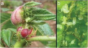 Image result for Synadenium cupulare