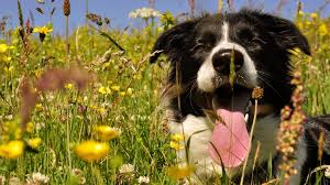 Why is my puppy breathing fast? 15 Reasons Why Your Dog Is Breathing Fast Barking Royalty