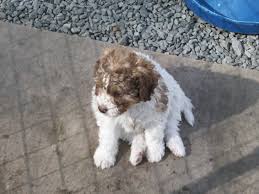 Check spelling or type a new query. Living With A Lagotto Romagnolo A Fluffy Hypoallergenic Dog Breed Pethelpful