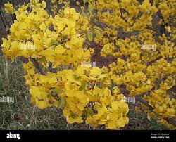 Image result for Ochna pretoriensis