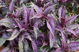Image result for Strobilanthes