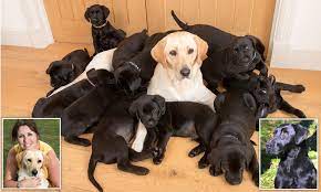 Bring a puppy to be your companion. White Labrador Gives Birth To 13 Puppies And Each One Has Black Coat Daily Mail Online