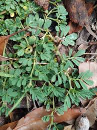 Image result for Indigofera circinella