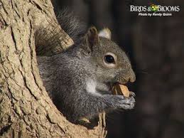 Birds And Blooms Photo Contest Winners Fall Squirrel Birds Blooms Autumn Animals Animals Beautiful Squirrel